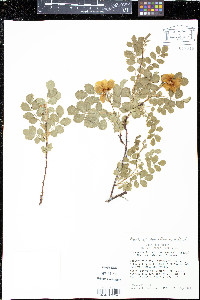 Rosa woodsii var. woodsii image