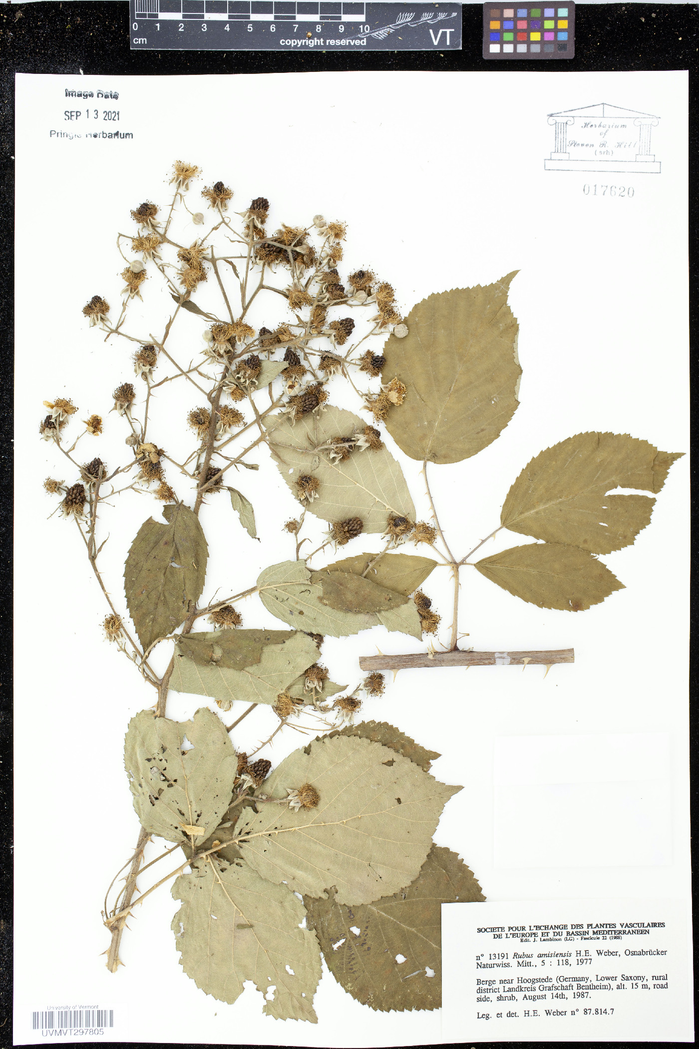 Rubus amisiensis image