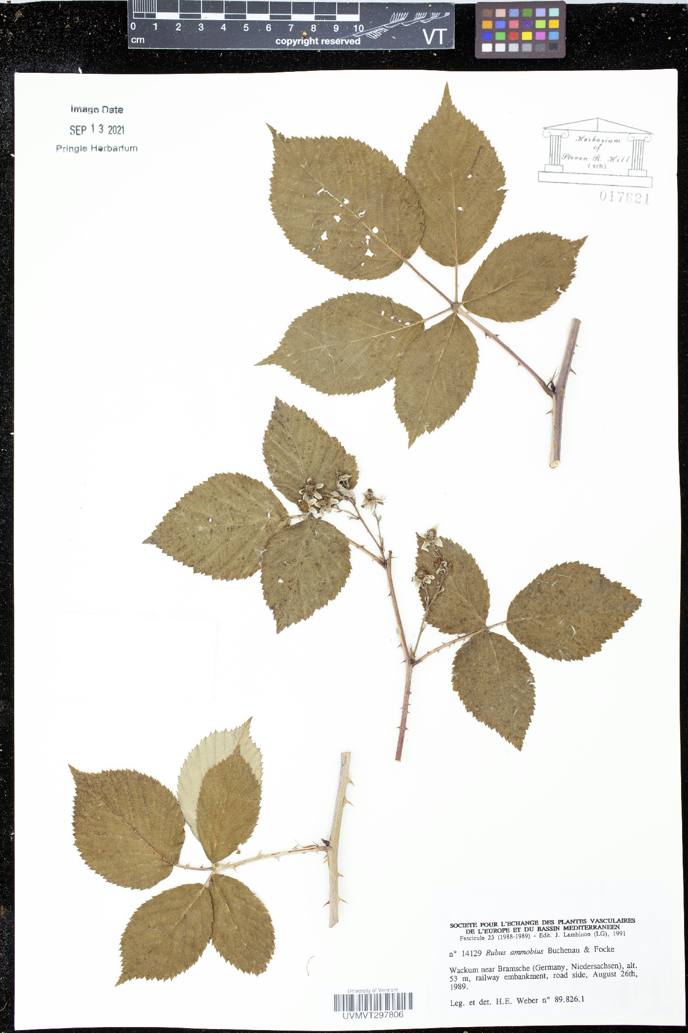 Rubus ammobius image