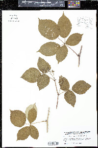 Image of Rubus ammobius