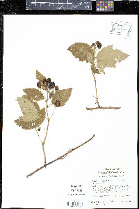 Rubus argutus image