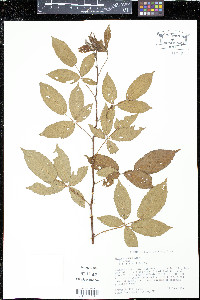 Rubus argutus image