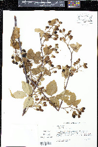 Rubus canadensis image