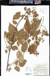 Rubus canadensis image