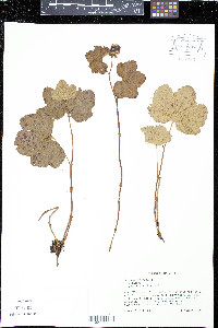 Rubus chamaemorus image