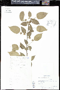 Rubus corchorifolius image