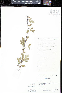 Rubus coreanus image