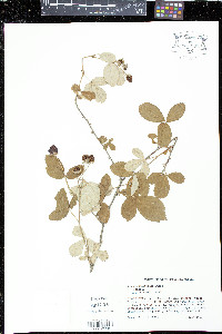 Rubus cuneifolius image