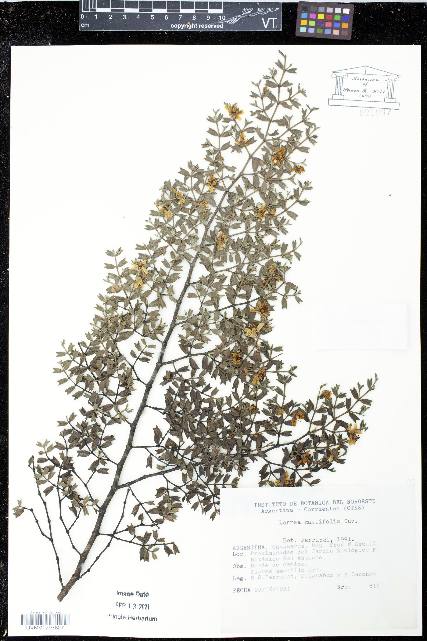 Larrea cuneifolia image