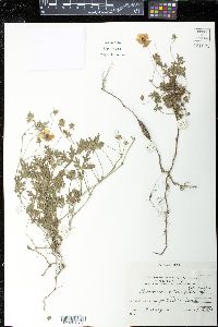 Modiolastrum gilliesii image