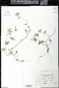 Image of Modiolastrum gilliesii