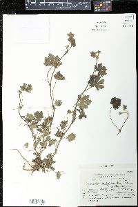 Modiolastrum malvifolium image