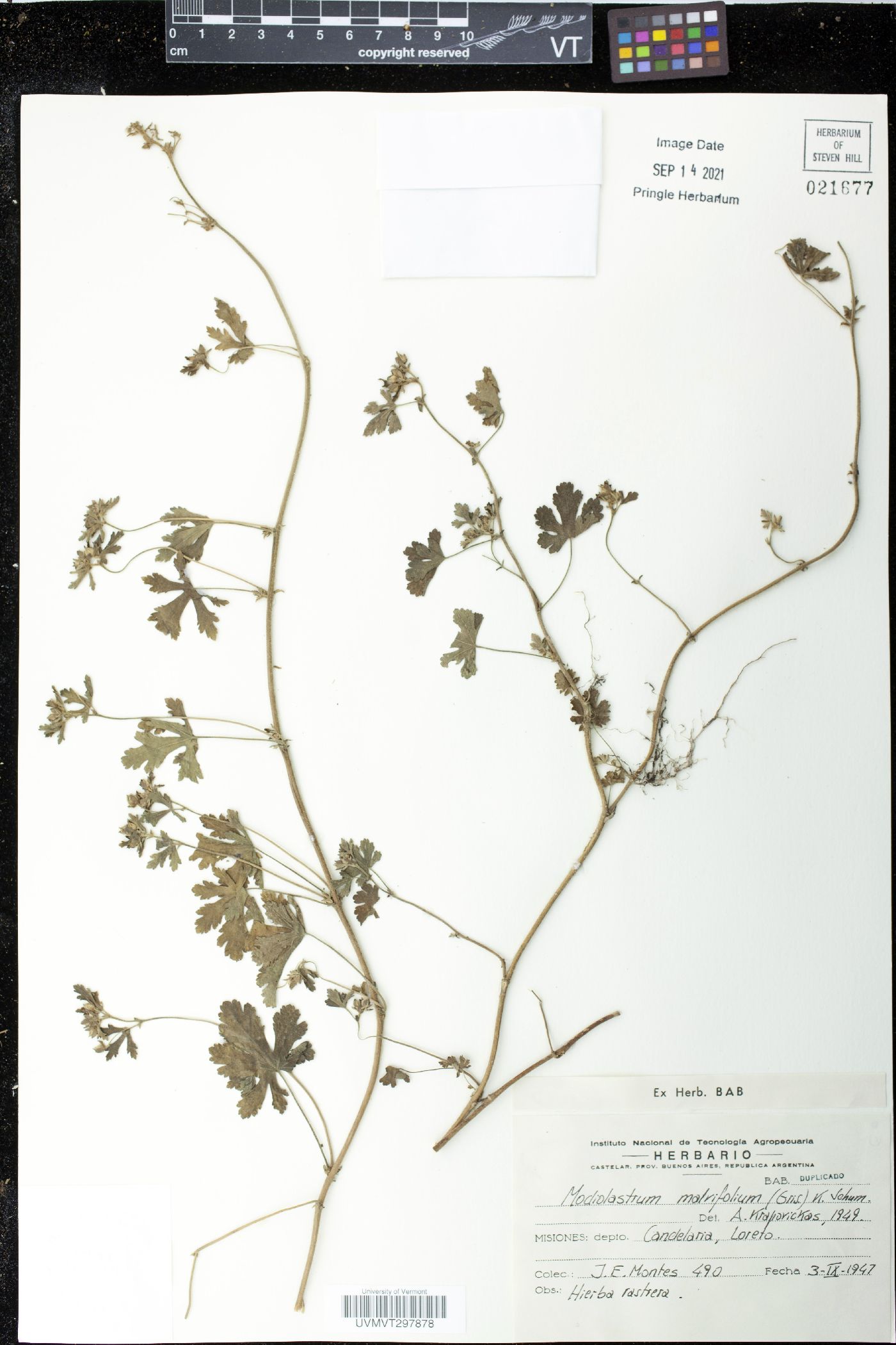 Modiolastrum malvifolium image