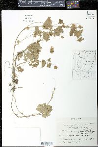 Modiolastrum malvifolium image