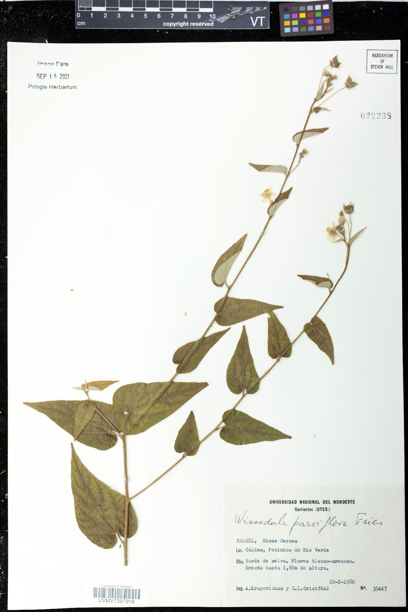 Wissadula parviflora image