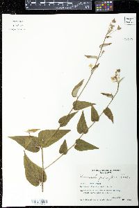 Image of Wissadula parviflora