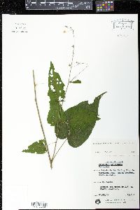 Wissadula parviflora image