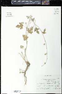 Sphaeralcea mendocina image