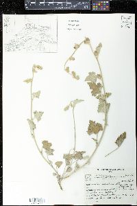 Sphaeralcea mendocina image