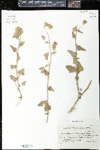 Sphaeralcea miniata image