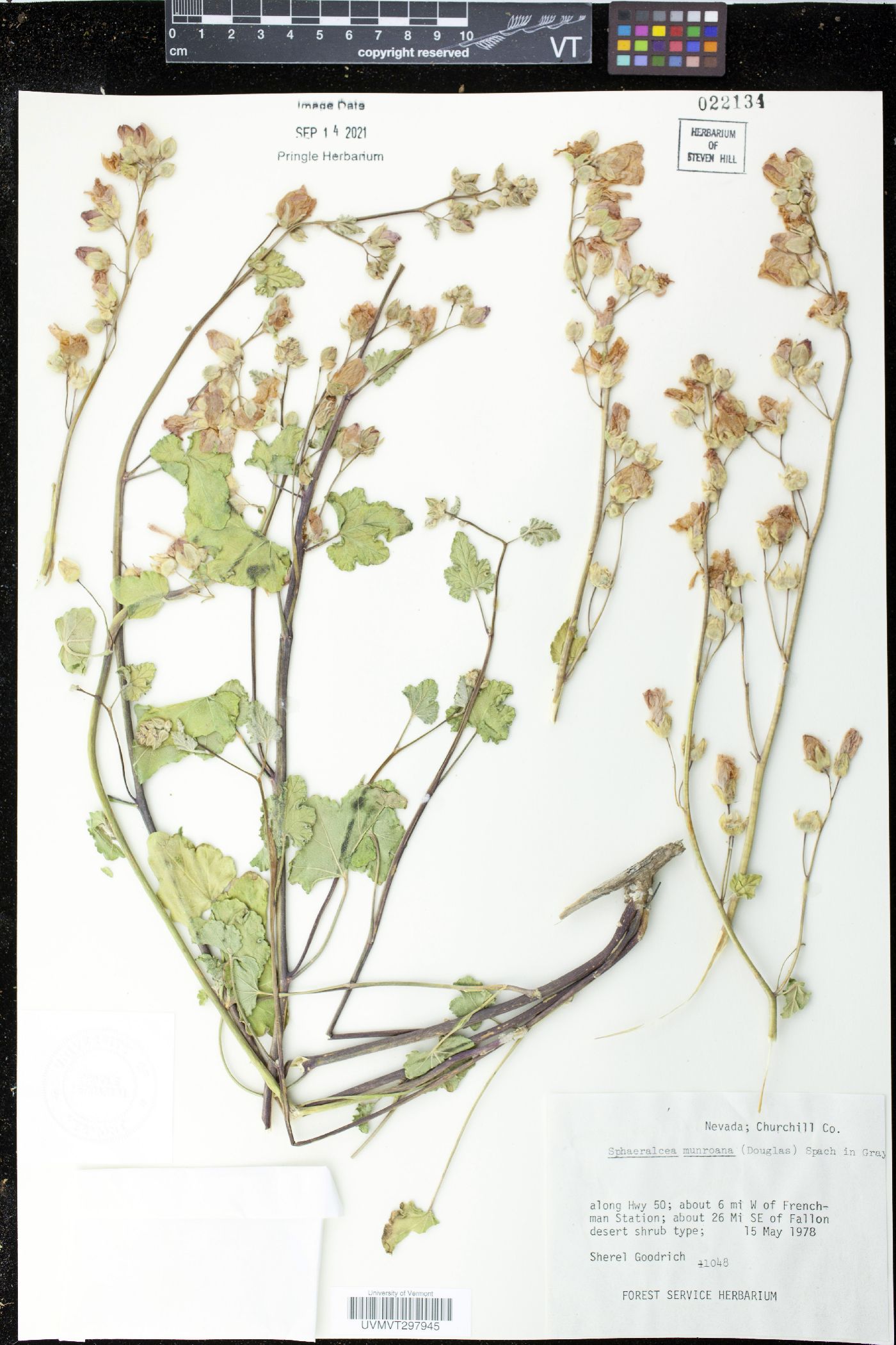 Sphaeralcea munroana image