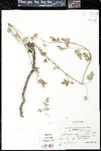 Image of Sphaeralcea australis