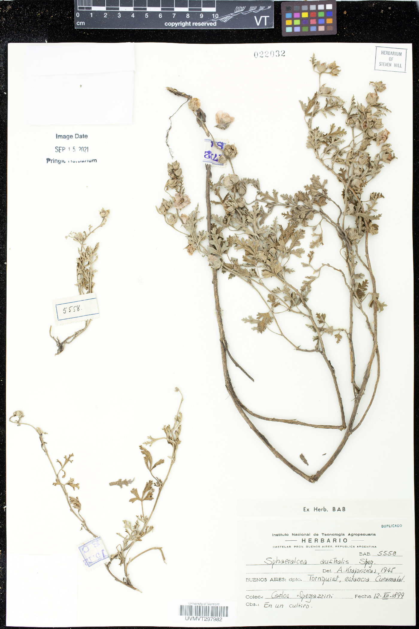 Sphaeralcea australis image