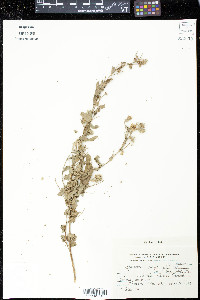 Sphaeralcea brevipes image
