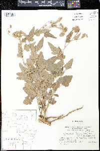 Image of Sphaeralcea brevipes