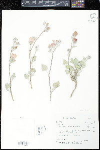 Sphaeralcea caespitosa image