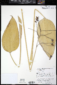 Thalia dealbata image