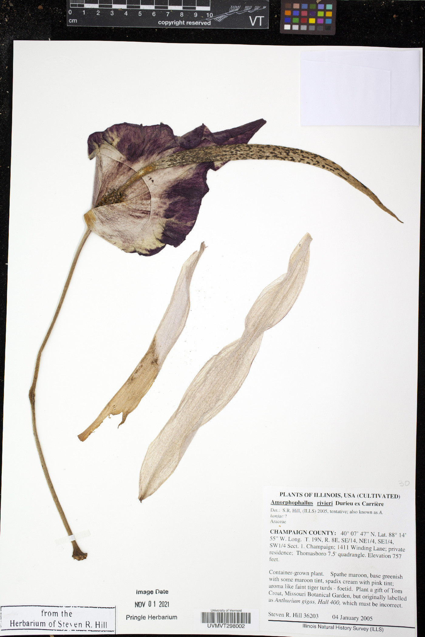 Amorphophallus rivieri image