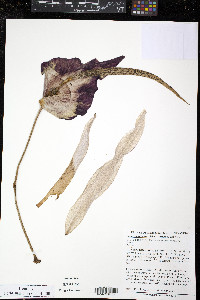 Image of Amorphophallus rivieri