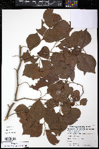 Coccoloba fuertesii image