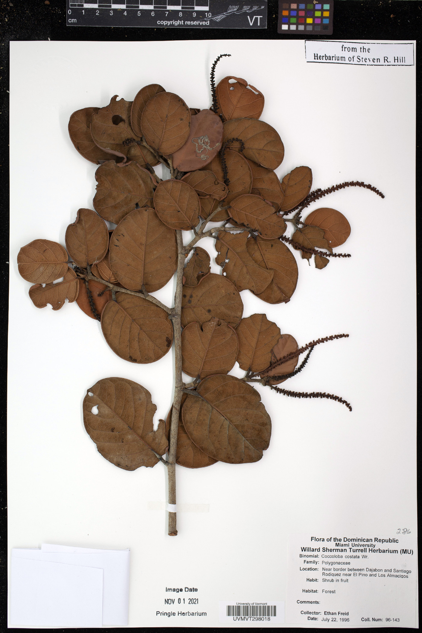 Coccoloba costata image