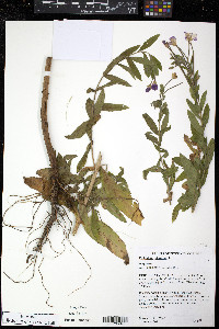 Epilobium hirsutum image