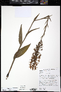 Platanthera ciliaris image