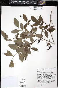 Vaccinium ashei image