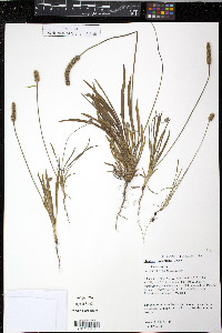 Plantago wrightiana image