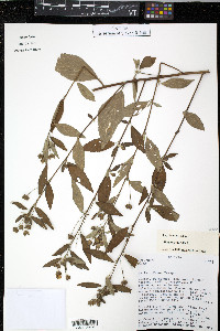 Sida rhombifolia image