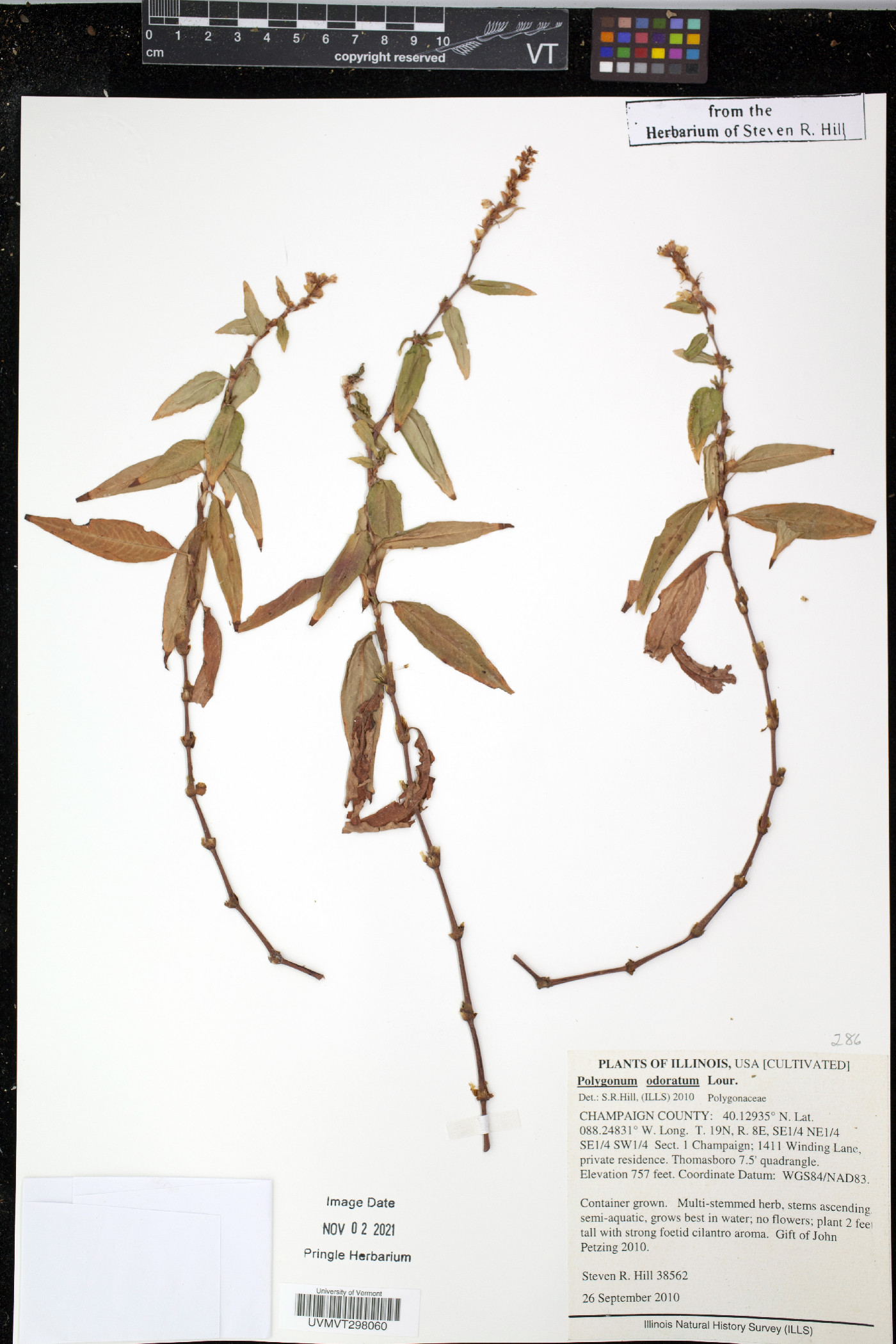 Polygonum odoratum image