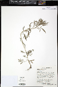 Artemisia biennis image