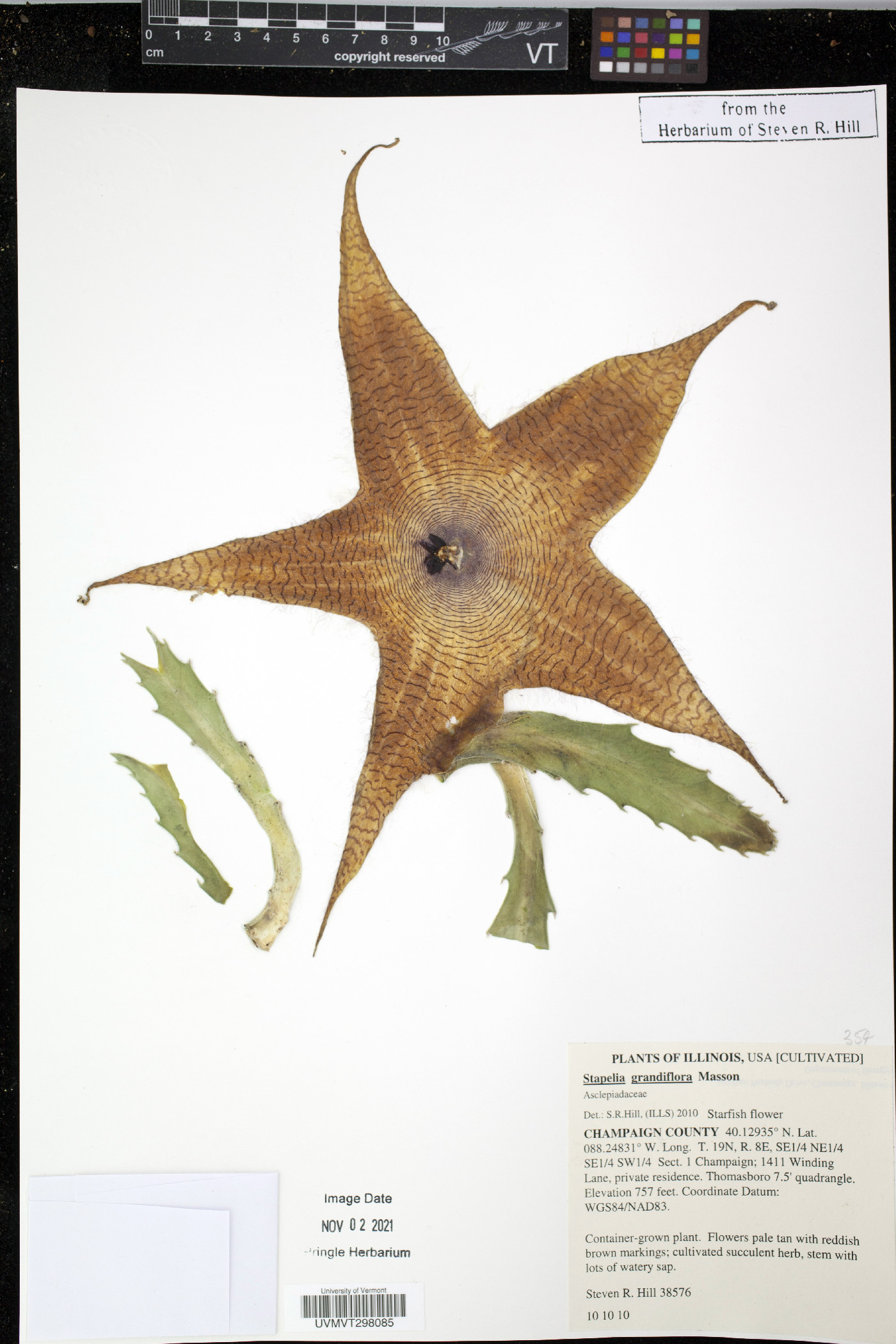 Stapelia grandiflora image