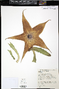 Stapelia grandiflora image