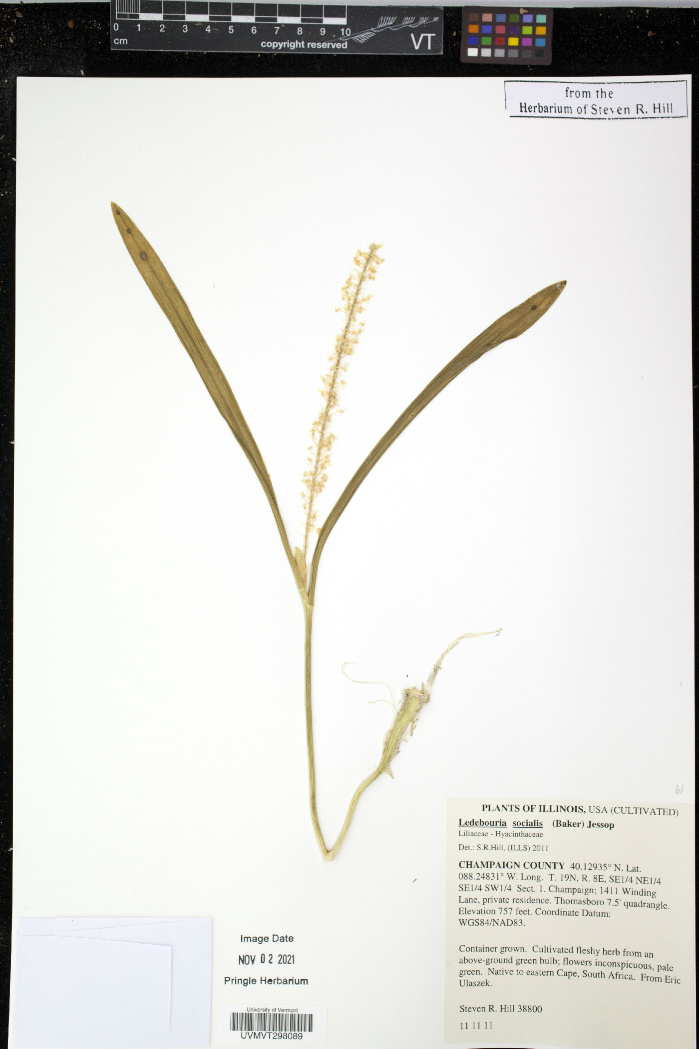Ledebouria socialis image