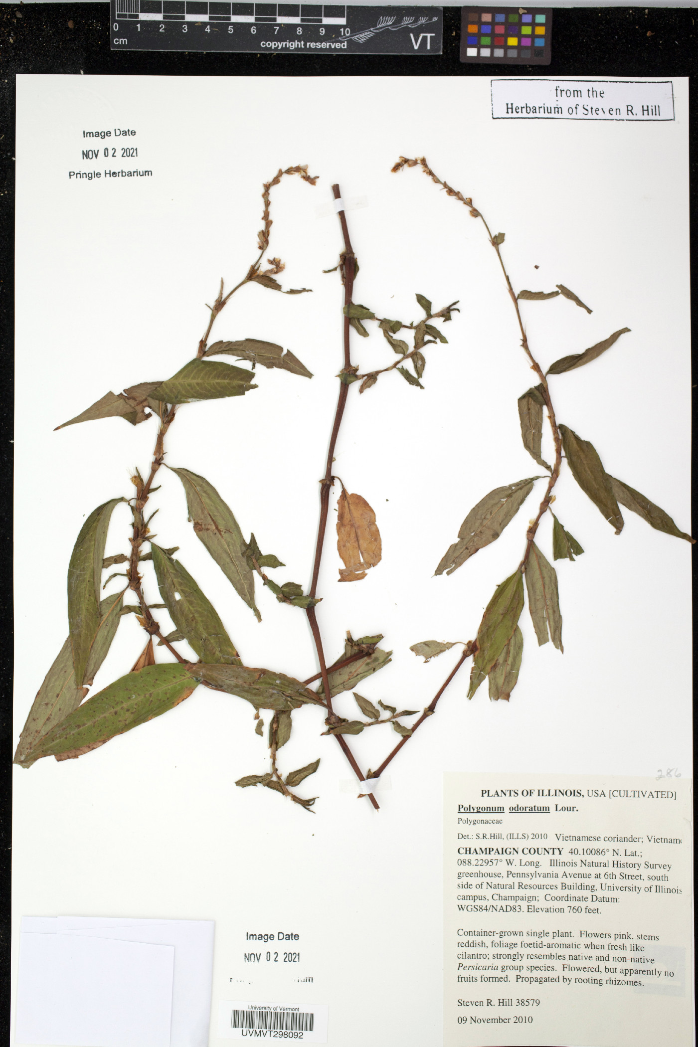 Polygonum odoratum image