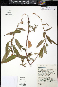 Polygonum odoratum image