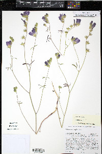 Sidalcea hartwegii image