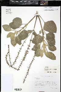 Plectranthus argentatus image