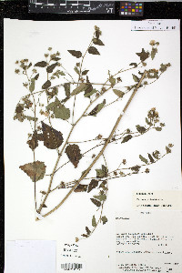 Pavonia paniculata image